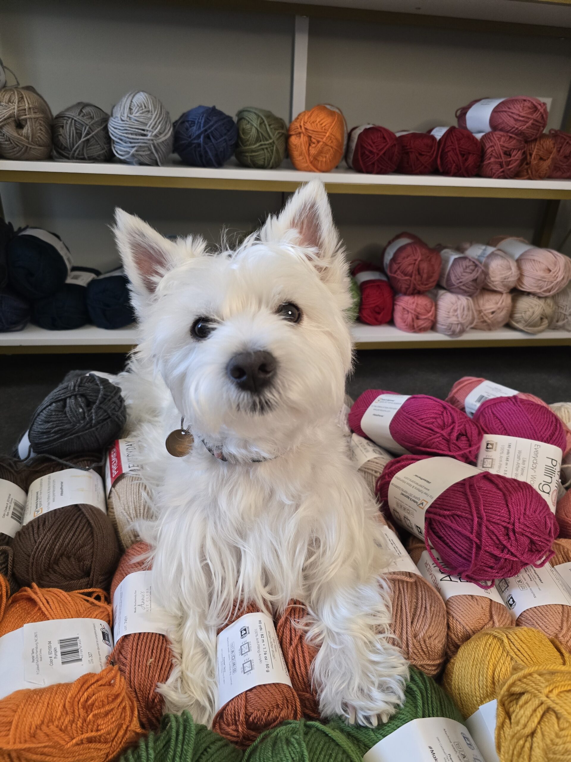 Honored Dog - Josie Social Butterfly in a pile of yarn