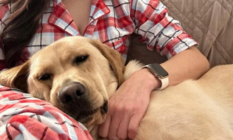 Goodest Girl Image - Lab in Pet Parent Lap