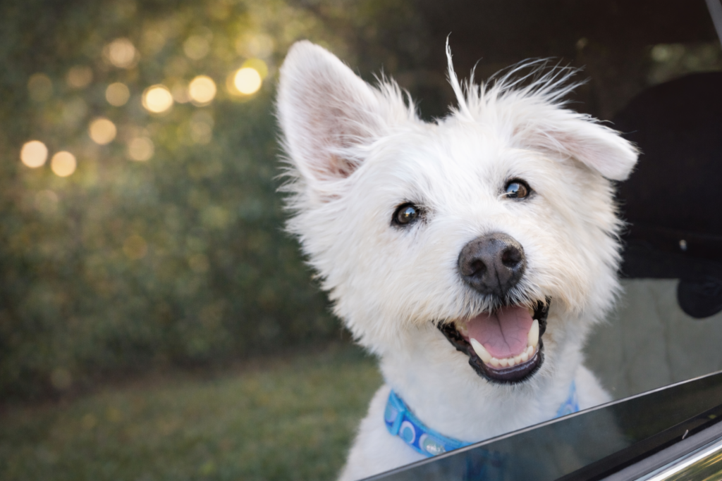 HD-Dudley-Banner