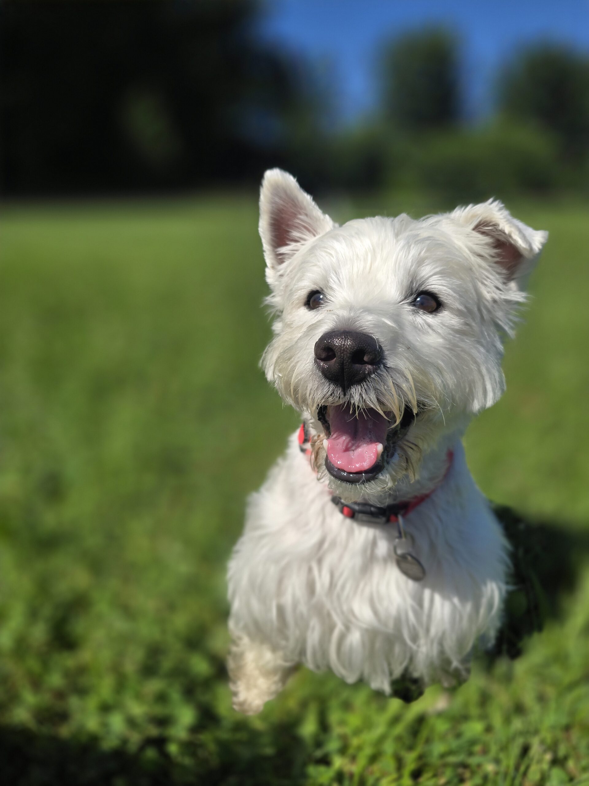 Honored Dog - Bossy Pants Murphy in a field
