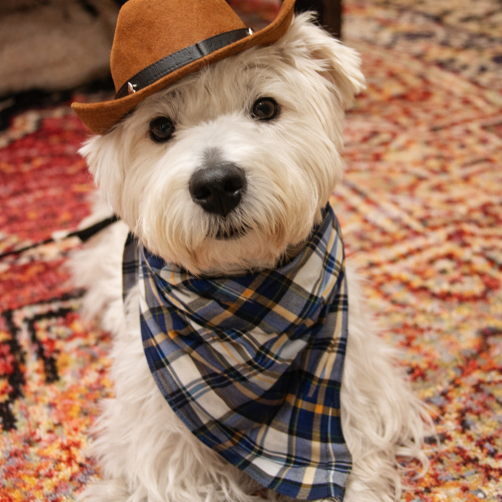 Murphy - Honored Dog Bossy Pants Cowboy