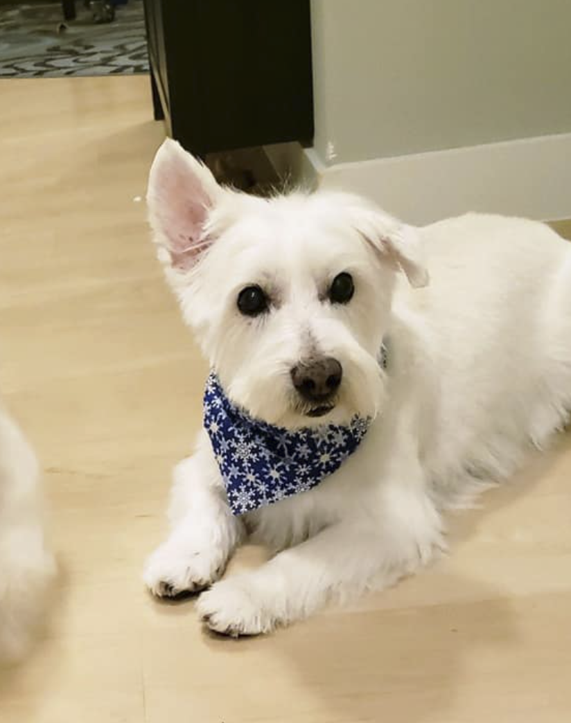 Dudley Honored Dog
