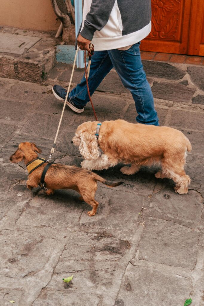 A person walking two dogs, a dachshund and a cocker spaniel, on a city street.
